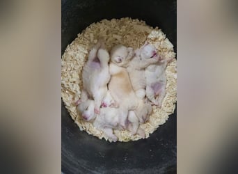 Engelchen ♥ Elfie ♥ zarte, lebensfrohe, neugierige Welpin