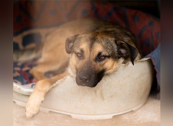 liebenswerter LINO❤️zutraulich, sozial & aufgeschlossen