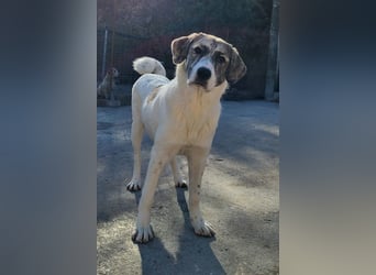 Junghündin♥ Liv-Marie ♥ liebstes Pfotenherz sucht zeitnah Pflegestelle,am Besten ihre eigene Familie