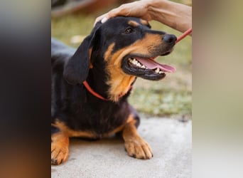Lieber, aufgeschlossener Bliss ❤️ sucht sein neues Zuhause