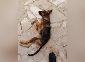 Liebevolles Fellnäschen Bebo -  liebt jeden, ob Mensch, Hund oder Katze