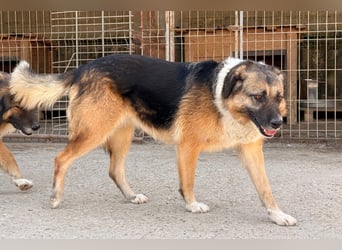 KORA❤️sanfte Seele sucht sehnsüchtig ein liebevolles Zuhause & Geborgenheit