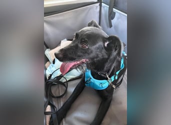 Ebony ❤️ wartet in 51469 Bergisch Gladbach auf dich