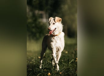 Ruhige Astrid sucht ihre Menschen