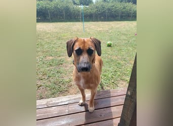 Besuche Taro in 24885 Sieverstedt