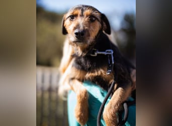 RICARDA❤️sanfte Terrier-Dame mit großem Herz sucht liebevolles Zuhause