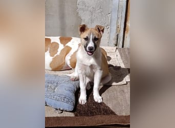 Ella ❤️ super liebes, junges Hundemädchen