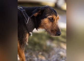RICARDA❤️sanfte Terrier-Dame mit großem Herz sucht liebevolles Zuhause