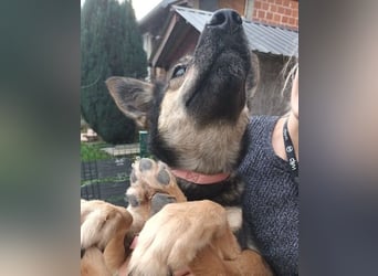 Fibi - eine sanfte Fellnase mit Charakter