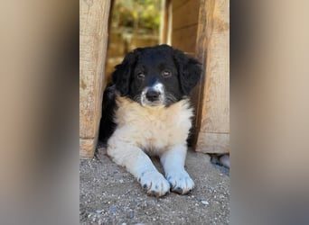 Süße Welpin ♥Suki♥ sucht ihre Menschen