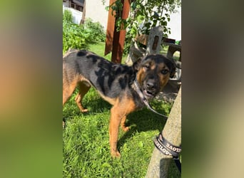 Katzenfreund Oskar - sanfter verschmuster Rüde