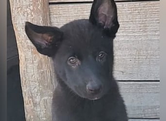 Zuckerschnute YVETTE❤️fröhliches, verkuscheltes Welpenmädchen sucht ihr Für-Immer-Körbchen