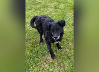 BIMAL❤️lieber, ruhiger Familienhund und katzenverträglich
