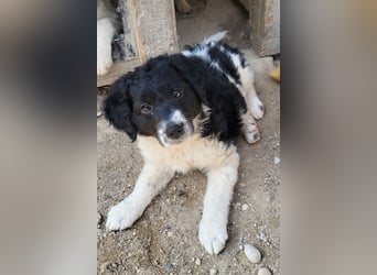 Süße Welpin ♥Suki♥ sucht ihre Menschen