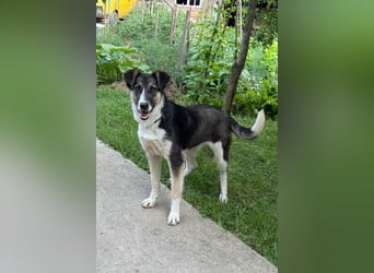 ♥Šmizla♥ Kinder- und Katzenlieben Hündin
