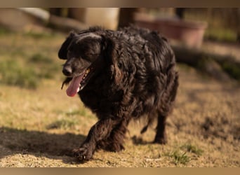 Norman - ein rundum toller Rüde