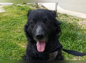 Nox ❤️ liebevoller Kämpfer auf 3-Beinen