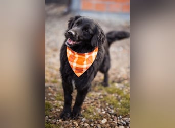 MIKE❤️Gute-Laune-Retriever-Mix sucht sein Glück