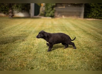 Sienna süße junge Schäfi-Mix-Schnute