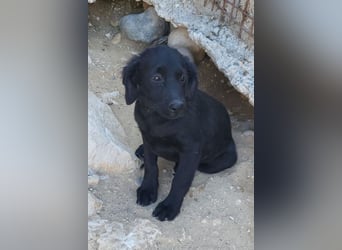 Knutschkugel GRACIE❤️zauberhaftes Fellschnute sucht ihr Zuhause fürs Leben