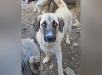 Sofia ♥️ liebe und aktive HSH-Mix-Junghündin