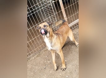 XAVER❤️entzückender, lustiger Jungrüde auf dringender Körbchensuche!