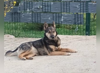 Fibi - eine sanfte Fellnase mit Charakter