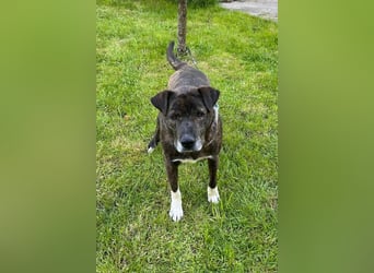 Ebelin ❤️ so herzensguter Familienhund!