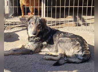 Mili-HSH-Rüde: braucht Liebe & Vertrauen