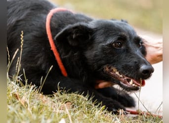 Traumhündin Ebony ❤️ verträglich, lieb, offen!