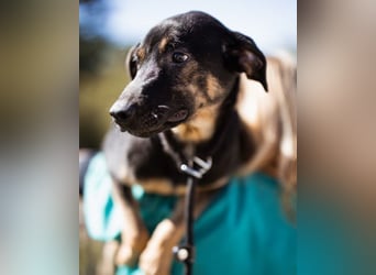 FRIDA❤️Terrier-Mix-Sonnenscheinchen sucht ihr Zuhause voller Liebe