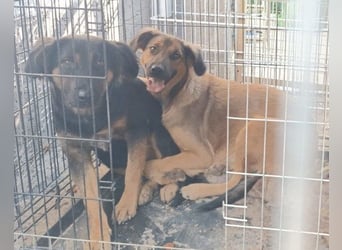 Kleine, schüchterne Vaiana = sucht Liebe und Treue