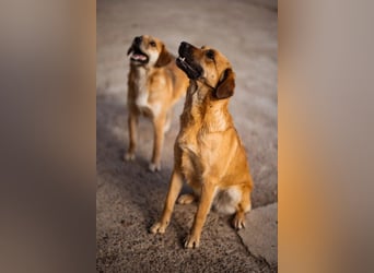 Liebste ♥Linda♥ herzliche, treue, verspielte und soziale Hündin
