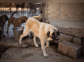 Sofia ♥️ liebe und aktive HSH-Mix-Junghündin