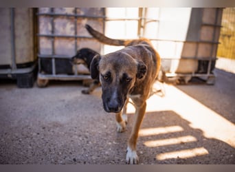 Liebste Lisa - die pure Lebensfreude auf 4 Pfoten