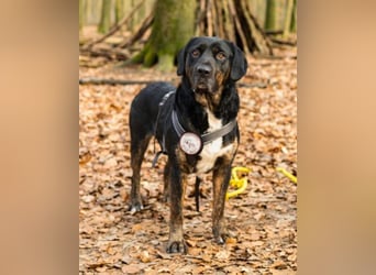 Leo ❤️ wartet in 84524 Neuötting auf dich