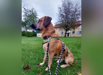Besuche Taro in 24885 Sieverstedt