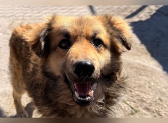 Ben ❤️ schmusiger, schüchterner Hundebub