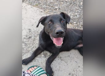 Blacky Aron ♥️ so verschmuster & verspielter Rüde