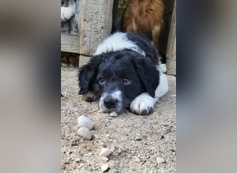Süße Welpin ♥Suki♥ sucht ihre Menschen