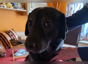 Notfellchen SHADOW❤️in 69198 Schriesheim, dringend Not-PS oder Für-Immer-Zuhause gesucht