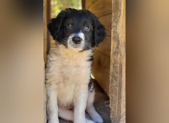Süße Welpin ♥Suki♥ sucht ihre Menschen