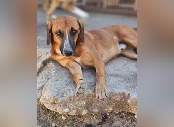 Sanfter Rüde ♥Amigo♥ erwartet dich bereits in 74749 Rosenberg