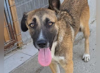 Liebste Lisa - die pure Lebensfreude auf 4 Pfoten