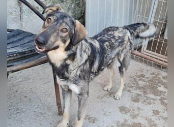 Mili-HSH-Rüde: braucht Liebe & Vertrauen