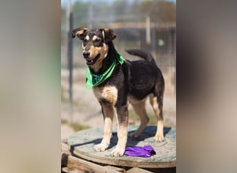 Norio ❤️ kuschliger, verspielter junger Hundebub