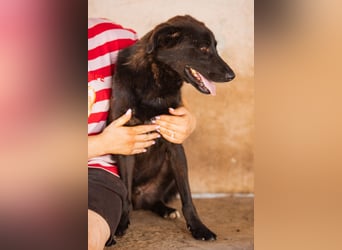 SHADOW❤️freundlicher, sanfter, treuer Familienhund