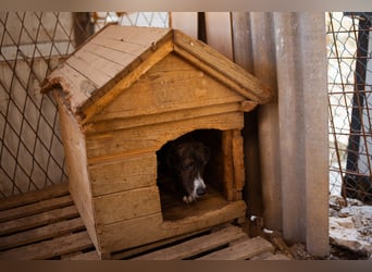 Lieber Baileys ❤️ hübscher, sensibler Bub!
