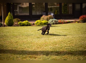 Sienna süße junge Schäfi-Mix-Schnute