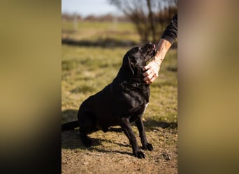 Coolio - wunderbar fröhlicher aktiver Bub